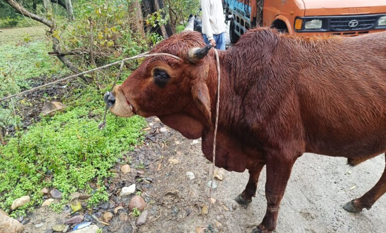 पशुओं के ऊपर हो रही क्रूरता