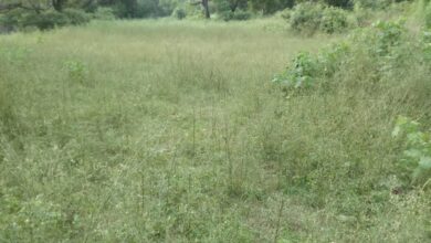 खेती योग्य भूमि बीजाई करना छोड़ने को मजबूर हो गए ग्रामीण किसान