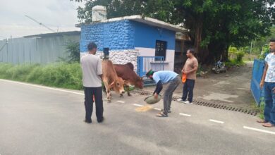 Brother’s Helping Group धर्मशाला के युवा साथियों ने बेसहारा पशुओं को रेडियम बेल्ट पहनाने की पहल