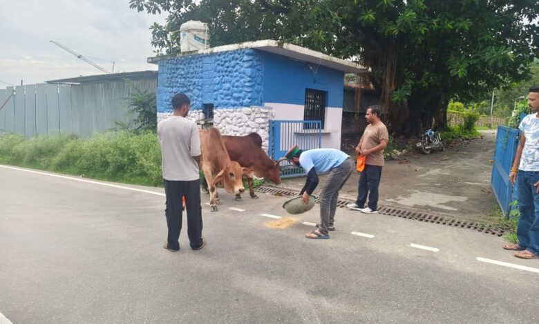 Brother’s Helping Group धर्मशाला के युवा साथियों ने बेसहारा पशुओं को रेडियम बेल्ट पहनाने की पहल