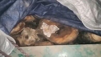 डाडासीबा बन रेंज में महकमा ने एक ट्राले से 32 क्विंटल कथित तौर पर अवैध लकड़ी बरामद