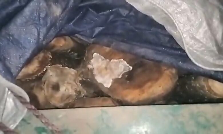 डाडासीबा बन रेंज में महकमा ने एक ट्राले से 32 क्विंटल कथित तौर पर अवैध लकड़ी बरामद डाडासीबा बन रेंज में महकमा ने एक ट्राले से 32 क्विंटल कथित तौर पर अवैध लकड़ी बरामद